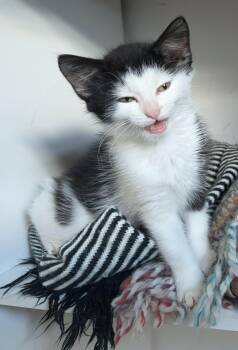 Rescue Domestic Short Hair Cats for Adoption in Shakespeare, Ontario - Teeter | PetCurious
