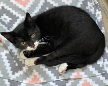Eli -  Domestic Short Hair Cat for Adoption in Westfield, New York - Eli | PetCurious