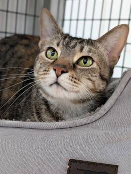 ITTY -  Domestic Short Hair Cat for Adoption in Canfield, Ohio - ITTY | PetCurious