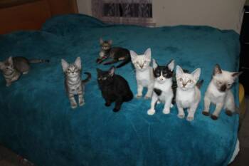 Cattarina -  Siamese and American Shorthair Cat for Adoption in Austin, Texas - Cattarina | PetCurious