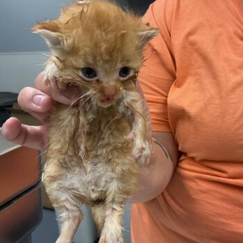 Buzz -  Domestic Short Hair Cat for Adoption in Saint Joseph, Missouri - Buzz | PetCurious