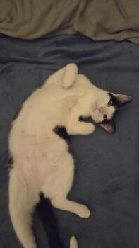 Jaga -  Tuxedo Cat for Adoption in Sandy Springs, Georgia - Jaga | PetCurious