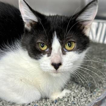 Bethany -  Domestic Short Hair Cat for Adoption in Matteson, Illinois - Bethany | PetCurious