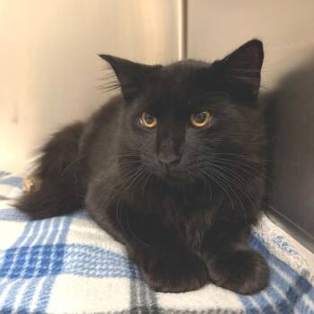 Sherlock -  Domestic Short Hair Cat for Adoption in East Hampton, New York - Sherlock | PetCurious