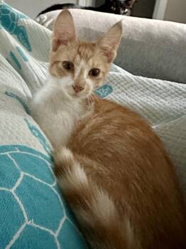 Cheezit -  Domestic Short Hair Cat for Adoption in Ferndale, Michigan - Cheezit | PetCurious