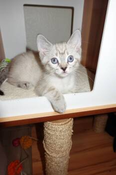 Cupid -  Domestic Short Hair Cat for Adoption in Davis, California - Cupid | PetCurious