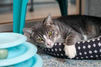 Domestic Short Hair Cats Available for Adoption in Stafford, Virginia - Whiskers | PetCurious