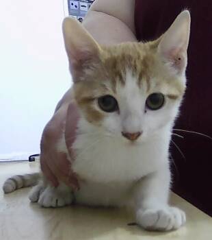 Rescue Domestic Short Hair Cats for Adoption in Dayton, Minnesota - Quinn | PetCurious