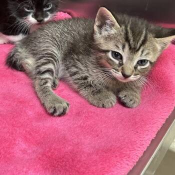 Stray - Maple St 2 -  Domestic Short Hair Cat for Adoption in Roxboro, North Carolina - Stray - Maple St 2 | PetCurious