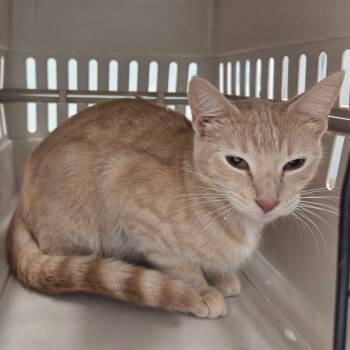 CC -  Domestic Short Hair Cat for Adoption in Chattanooga, Tennessee - CC | PetCurious