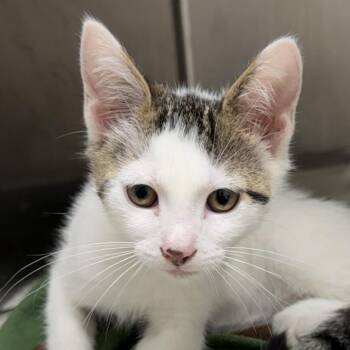 Pot Roast -  Domestic Short Hair Cat for Adoption in Gloucester, Virginia - Pot Roast | PetCurious