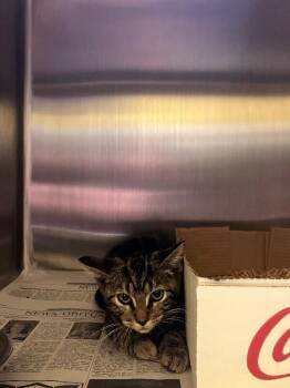 Jinshi -  Domestic Short Hair Cat for Adoption in Jackson, Tennessee - Jinshi | PetCurious
