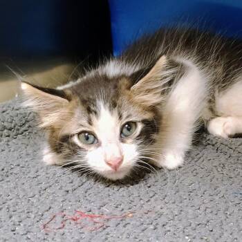 Domestic Medium Hair Cats Available for Adoption in Palestine, Texas - Boxton | PetCurious