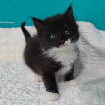 Domestic Short Hair Cats Available for Adoption in Jefferson City, Tennessee - Bruce Wayne | PetCurious
