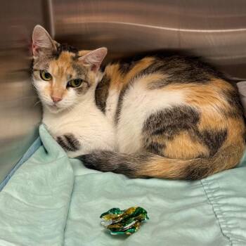Satsuki -  Domestic Short Hair Cat for Adoption in Clearwater, Florida - Satsuki | PetCurious