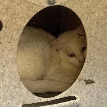 Carrie -  Domestic Short Hair Cat for Adoption in Cheyenne, Wyoming - Carrie | PetCurious