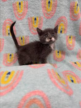 Rescue Domestic Short Hair Cats for Adoption in Las Vegas, Nevada - WILL.I.AM | PetCurious