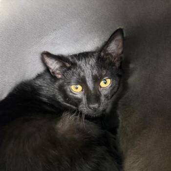 Domestic Short Hair Cats Available for Adoption - Melvin Plug | PetCurious