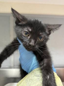 FONTINA -  Domestic Short Hair Cat for Adoption in Las Vegas, Nevada - FONTINA | PetCurious