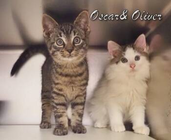 Rescue Domestic Short Hair Cats for Adoption in Middle Township, New Jersey - Oscar & Oliver | PetCurious