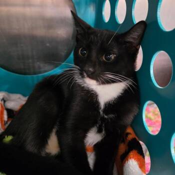Jaspurr -  Domestic Short Hair Cat for Adoption in Williston, Florida - Jaspurr | PetCurious
