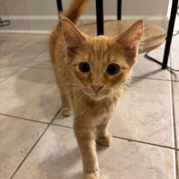 Zerg -  Domestic Medium Hair Cat for Adoption in Fredericksburg, Virginia - Zerg | PetCurious