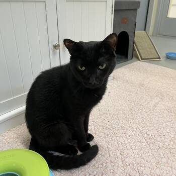 Melon (17) -  Domestic Short Hair Cat for Adoption in Bedford, New Hampshire - Melon (17) | PetCurious