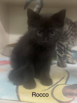 Rocco -  Domestic Medium Hair Cat for Adoption in Ulster, Pennsylvania - Rocco | PetCurious