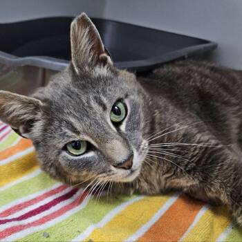 Asher -  Domestic Short Hair Cat for Adoption in New York, New York - Asher | PetCurious