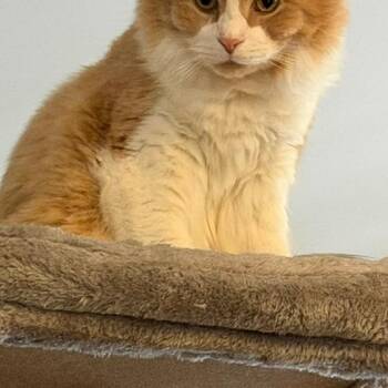 Tracker -  Domestic Long Hair Cat for Adoption in Lynchburg, Virginia - Tracker | PetCurious