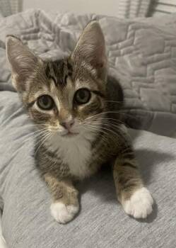 GINGER -  Domestic Short Hair Cat for Adoption in Fort Myers, Florida - GINGER | PetCurious