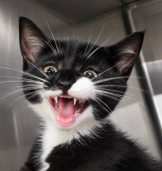 Domestic Short Hair Cats Available for Adoption in Cuyahoga Falls, Ohio - Kitten Bowtie | PetCurious