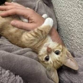 Milo -  Domestic Short Hair Cat for Adoption in Denver, Colorado - Milo | PetCurious
