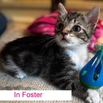 Bree -  Domestic Short Hair Cat for Adoption in Chapel Hill, North Carolina - Bree | PetCurious
