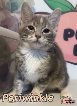 Domestic Short Hair Cats Available for Adoption - Periwinkle | PetCurious