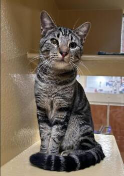 Rescue Domestic Short Hair Cats for Adoption in Long Beach, New York - Petey | PetCurious