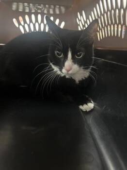 Charlie -  American Shorthair and Domestic Short Hair Cat for Adoption in Largo, Florida - Charlie | PetCurious