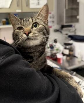 Mage -  Domestic Short Hair Cat for Adoption in West Chester, Pennsylvania - Mage | PetCurious
