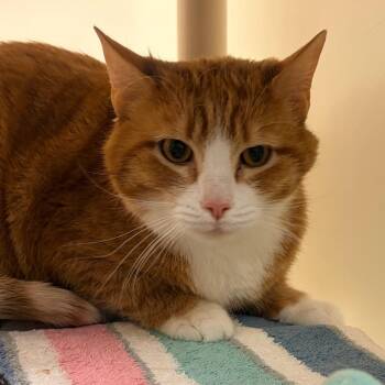 Domestic Short Hair Cats Available for Adoption in Harrisonburg, Virginia - Garfield | PetCurious