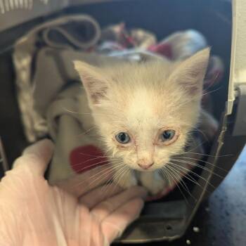 Orpha -  Domestic Short Hair Cat for Adoption in Lynchburg, Virginia - Orpha | PetCurious