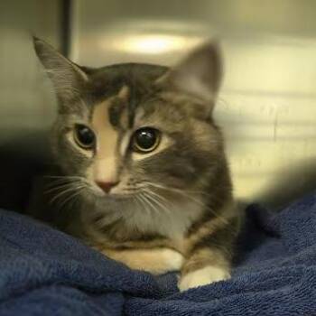 Jetski -  Domestic Long Hair Cat Available for Adoption in Charlottesville, Virginia - Jetski | PetCurious