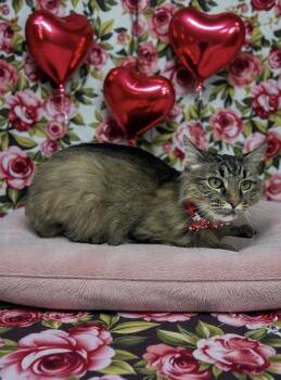 Domestic Long Hair Cats Available for Adoption - Carti  | PetCurious