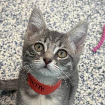 Hermione -  Domestic Short Hair Cat for Adoption in Golden, Colorado - Hermione | PetCurious