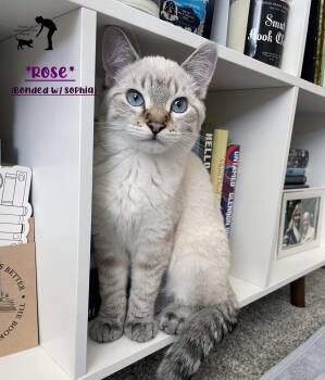 Rose -  Domestic Short Hair Cat for Adoption in Centerville, Utah - Rose | PetCurious