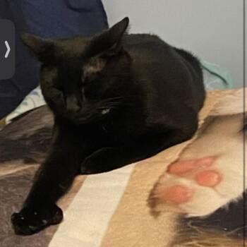 Domestic Short Hair Cats Available for Adoption - Klugman | PetCurious