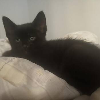 Domestic Short Hair Cats Available for Adoption in Austin, Texas - Jaja 3 | PetCurious
