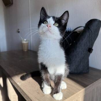 Waffle -  Domestic Short Hair Cat for Adoption in Oconto, Wisconsin - Waffle | PetCurious