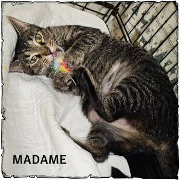 Madame -  Domestic Short Hair Cat for Adoption in Whiting, Indiana - Madame | PetCurious