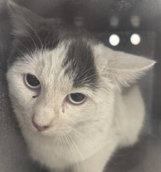 Domestic Short Hair Cats Available for Adoption - Blue Eyes | PetCurious