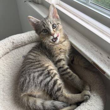 Do-Si-Do -  Domestic Short Hair Cat Available for Adoption in Pittsburgh, Pennsylvania - Do-Si-Do | PetCurious